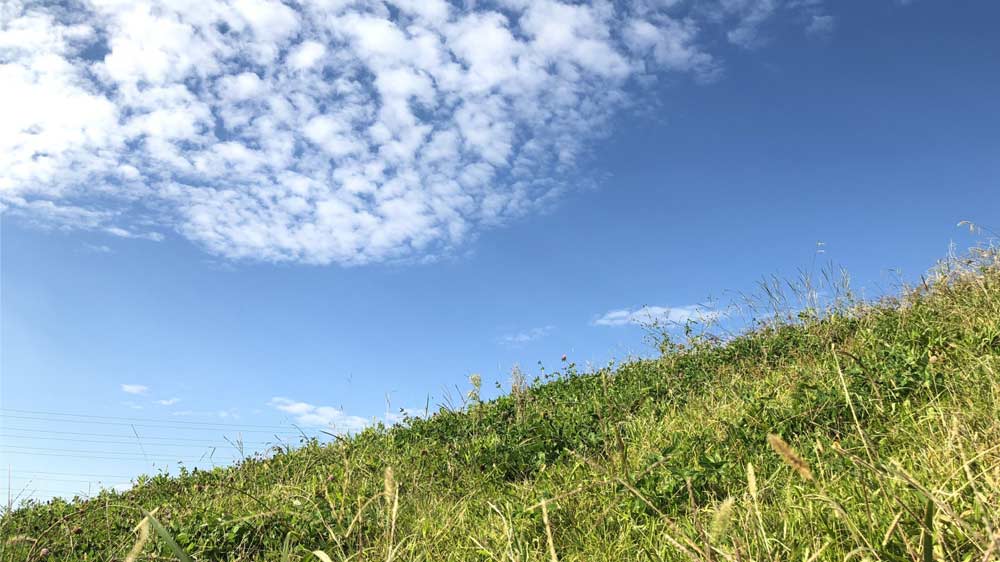 雑草のトラブル
